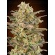 Somango Glue ADVANCED SEEDS