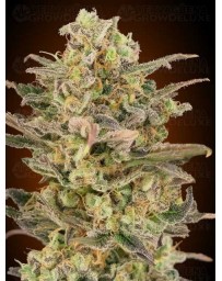 Somango Glue ADVANCED SEEDS