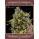 Buddha Amnesia BUDDHA SEEDS