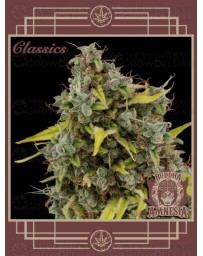 Buddha Amnesia BUDDHA SEEDS