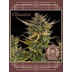 Buddha Auto Critical BUDDHA SEEDS