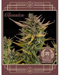 Buddha Auto Critical BUDDHA SEEDS