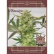 Buddha Diesel BUDDHA SEEDS