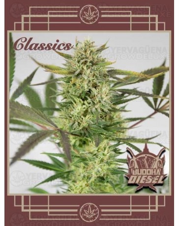 Buddha Diesel BUDDHA SEEDS