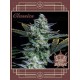 Buddha Auto Diesel BUDDHA SEEDS