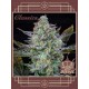 Buddha Auto Diesel BUDDHA SEEDS