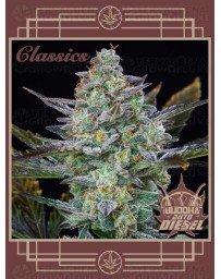 Buddha Auto Diesel BUDDHA SEEDS