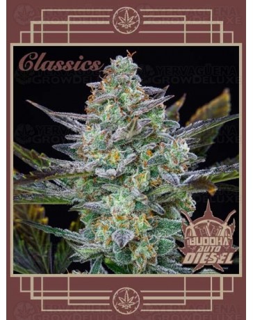 Buddha Auto Diesel BUDDHA SEEDS