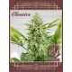 Buddha Auto Skunk BUDDHA SEEDS