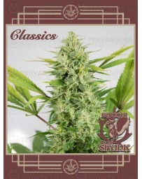 Buddha Auto Skunk BUDDHA SEEDS