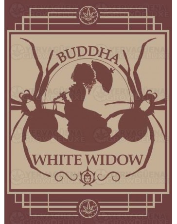 Buddha White Widow BUDDHA SEEDS