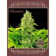 Buddha Auto White Widow BUDDHA SEEDS