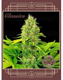 Buddha Auto White Widow BUDDHA SEEDS