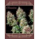 Buddha Auto White Widow BUDDHA SEEDS