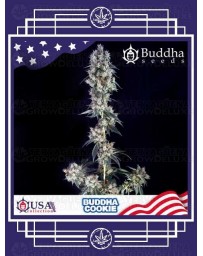 Buddha Cookie BUDDHA SEEDS