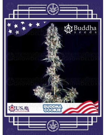 Buddha Cookie BUDDHA SEEDS