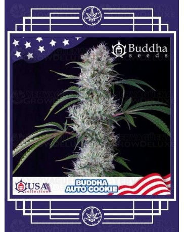 Buddha Auto Cookie BUDDHA SEEDS