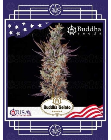 Buddha Gelato BUDDHA SEEDS