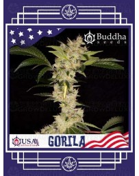 Gorilla BUDDHA SEEDS