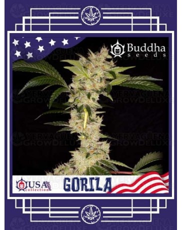 Gorilla BUDDHA SEEDS