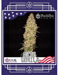 Auto Gorila BUDDHA SEEDS