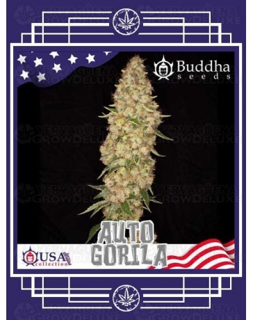 Auto Gorila BUDDHA SEEDS