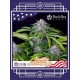 Buddha Auto Tangie BUDDHA SEEDS