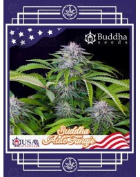 Buddha Auto Tangie BUDDHA SEEDS