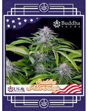 Buddha Auto Tangie BUDDHA SEEDS