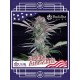 Buddha Auto Zkitt BUDDHA SEEDS