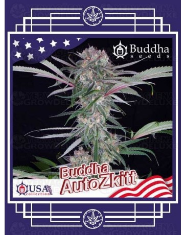 Buddha Auto Zkitt BUDDHA SEEDS