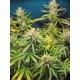 Lemon King EVA SEEDS