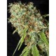 Jamaican Dream CBD EVA SEEDS