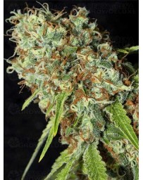 Jamaican Dream CBD EVA SEEDS