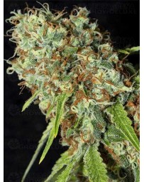 Jamaican Dream CBD EVA SEEDS