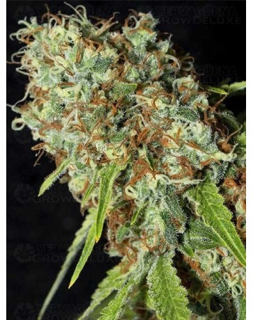 Jamaican Dream CBD EVA SEEDS