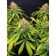 Jamaican Dream CBD EVA SEEDS