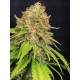 Jamaican Dream CBD EVA SEEDS