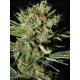 Only CBD EVA SEEDS