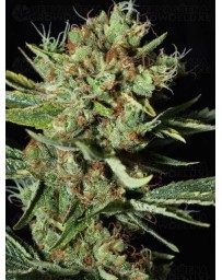 Only CBD EVA SEEDS