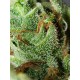 Only CBD EVA SEEDS