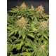 Only CBD EVA SEEDS