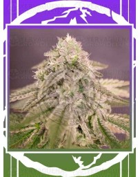 Bay Burger DELICIOUS SEEDS