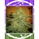 Lord Kush DELICIOUS SEEDS