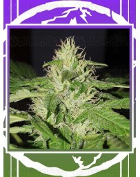 Chocobang DELICIOUS SEEDS