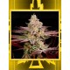Chemical Bride GREEN HOUSE SEEDS