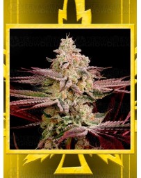 Chemical Bride GREEN HOUSE SEEDS