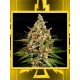 Bubba Slush GREEN HOUSE SEEDS