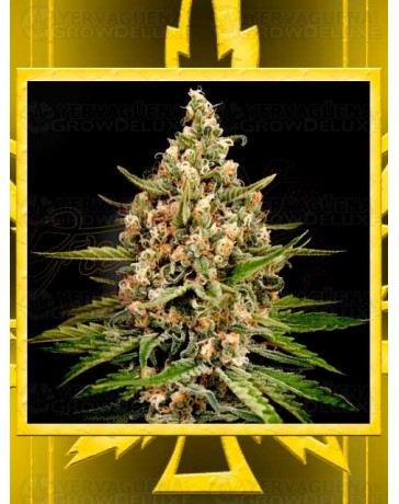 Bubba Slush GREEN HOUSE SEEDS