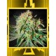 Damn Sour GREEN HOUSE SEEDS